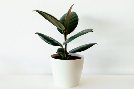 Ficus Elastica In White Flower Pot