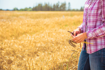 FEale hand holding a golden wheat ear in the wheat field