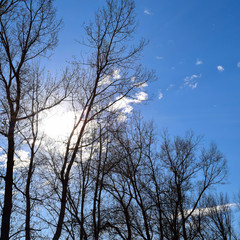 Golden autumn leaves on blue sky background. Tree branches in the rays of the setting sun. Warm photophone. Dense autumn forest. Birch grove. Sunset.