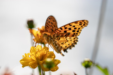 Mary gold and butterfly (high brown fritillary), Funabashi-city, Chiba prefecture, Japan