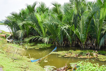 Nipa palms growing in the waters