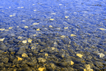 Fallen leaves on the water. The glare on the water.