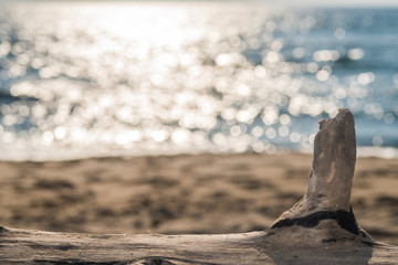 tronc d'arbre sur la plage