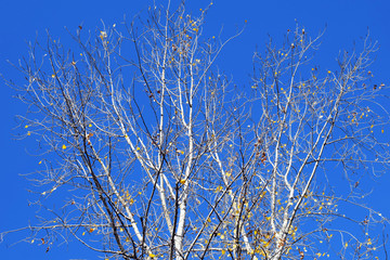 Golden autumn leaves on blue sky background. Tree branches in the rays of the setting sun. Warm photophone. Dense autumn forest. Birch grove. Sunset.