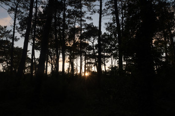 Naklejka premium coucher de soleil sur la forêt des Landes