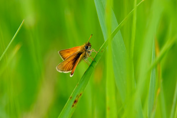 European Skipper Butterfly on Leaf