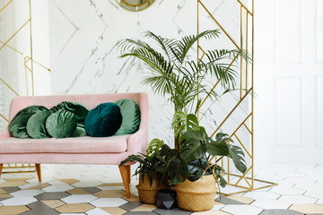 Home plants in a stylish modern interior. Summer style. The living room is bright with a pink sofa...