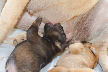 Obraz premium Black puppies are breastfeeding.