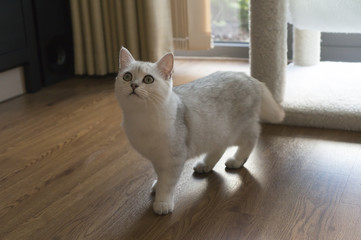 Britsh Shorthair looking majestic