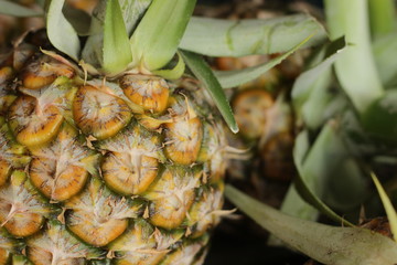 close up details of both ripe and unripe green and yellow fresh tropical pineapples being sold at a roadside market stall in Central Thailand, Southeast Asia