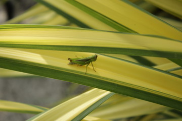 close up of a green grasshopper on a yellow and green succulent plant leaf in a garden in southeast Asia