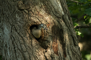 Wood Duck female at natural nest cavity
