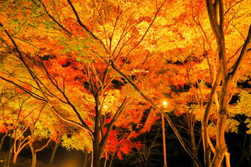 京都嵐山嵯峨野トロッコ夜ライトアップ