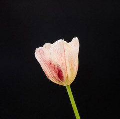 White tulip on garden,  black background,