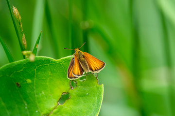European Skipper Butterfly on Leaf