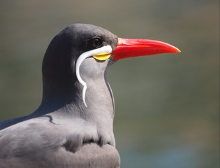 Inka-Seeschwalbe