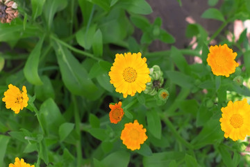 Calendula officinalis . Medicinal flowers and herbs. Bright yellow flower