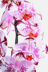  flowers orchids on a white background. blooming orchid.
