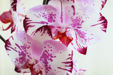 flowers orchids on a white background. blooming orchid.