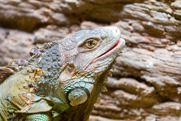 Close-up head iguana.