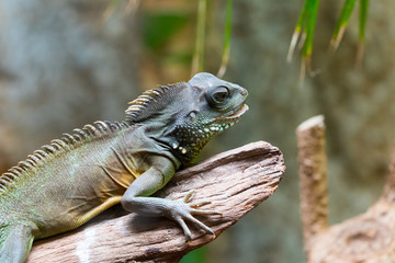 Iguana sun bathing on the timber
