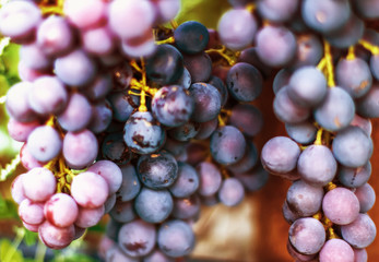 juicy ripe grapes. A bunch of grapes in the garden. Wine-making and juices.