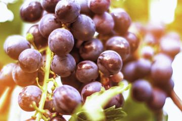 juicy ripe grapes. A bunch of grapes in the garden. Wine-making and juices.