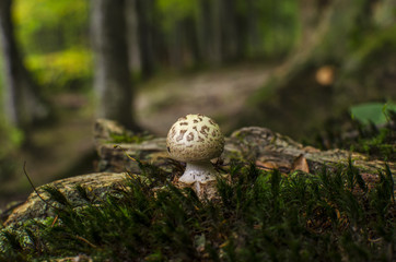 grzyb  © wedrownik52