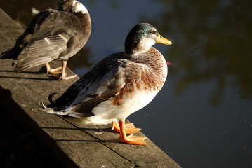 Duck in the morning sun