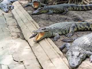 The crocodile in the  farm zoo
