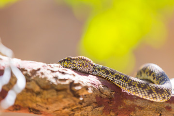 beautiful Mangrove Pit-viper
