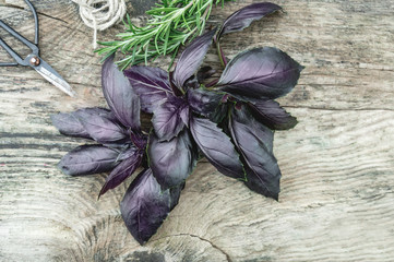 Bunch of Basil and rosemary on a lovely wooden background