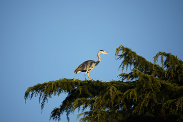 Heron in a tree