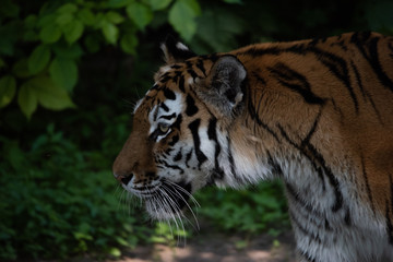 Tigerkopf