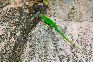 Baby iguana perched on the rocks