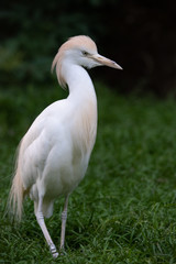 weißer Vogel