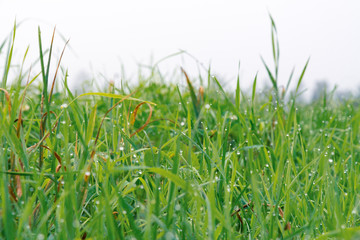 朝露のついた草 / 高原の朝イメージ