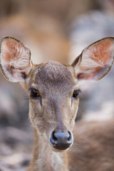portrait of a young deer in zoo