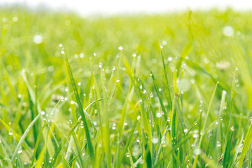 朝露のついた草 / 高原の朝イメージ