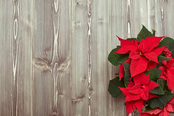 Christmas flower on wooden background.