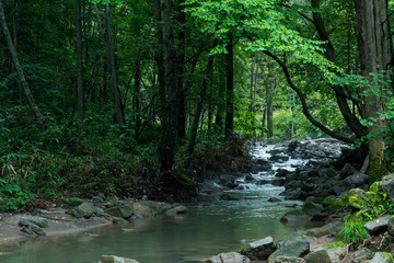 Obraz premium Górski potok w lesie / Biei Town, Hokkaido