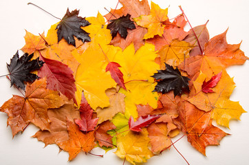 A bunch of red, yellow and purple autumn leaves. Bright nature. Color background for autumn posters