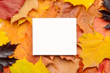 Naklejka na ściany i meble White card for congratulations and inscriptions on colored background of red, yellow, purple autumn leaves. Top view, flat lay, copy space.