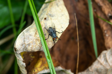 Flesh Fly on Dried Leaf