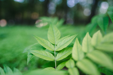 Green leaves in park