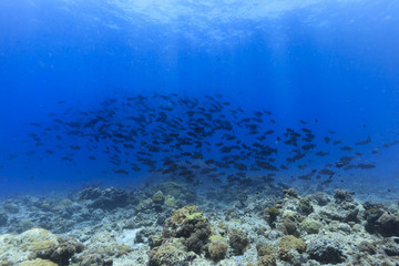 Fototapeta na wymiar Palau Diving - Flock of Black and white snapper