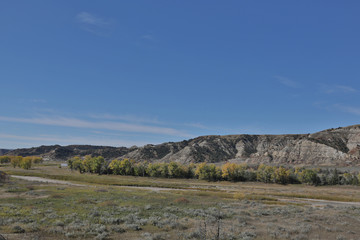 Golden Cottonwood Trees in the Little Missouri River Valley at Theodore Roosevelt National Park in North Dakota