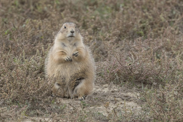 Black-tailed Prairie Dog in Theodore Roosevelt National Park North Dakota USA