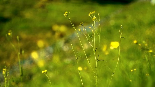 Flowers in the mountains
