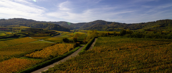 Weinberge Reben